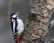 Flaggspett Flaggspett / Great Spotted Woodpecker