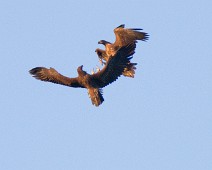 Havørn kamp Havørn \ White-tailed Eagle