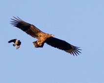 Havørn5 Havørn \ White-tailed Eagle