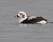 Havelle2 Havelle \ Long-tailed Duck