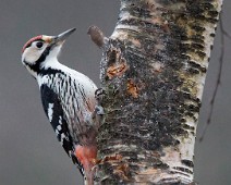 Hvitryggspett2 Hvitryggspett / White-backed Woodpecker