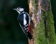 Flaggspett_14 Flaggspett / Great Spotted Woodpecker