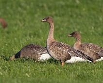 Kortnebbgås Kortnebbgås / Pink-footed Goose