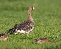 Tundragås Tundragås / Greater White-fronted Goose