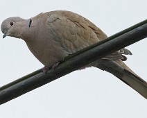 Tyrkerdue Tyrkerdue / Eurasian Collared-Dove