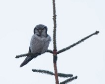 Haukugle Haukugle / Northern Hawk Owl
