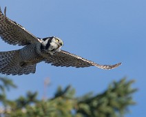 FF3A6836_1024 Haukugle / Northern Hawk Owl