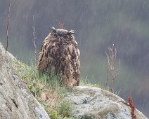 Hubro1 Hubro / Eurasian Eagle-Owl