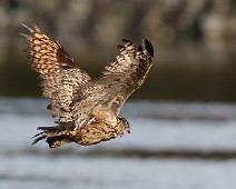 Hubro2 Hubro / Eurasian Eagle-Owl