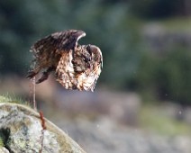 Hubro4 Hubro / Eurasian Eagle-Owl