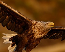 FF3A8742 Havørn / White-tailed Eagle