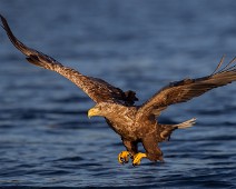 _D4_9805_1080 Havørn / White-tailed Eagle