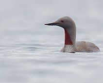 _DSR0080_web Smålom / Red-throated Loon