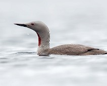 _DSR0193 Smålom / Red-throated Loon