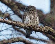 _DSR8960 Spurveugle / Eurasian Pygmy-Owl