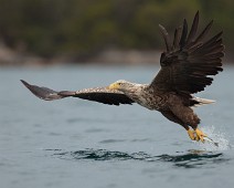 _DSR0077 Havørn / White-tailed Eagle