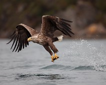 _DSR0093 Havørn / White-tailed Eagle