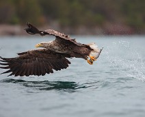 _DSR0113_3 Havørn / White-tailed Eagle