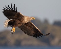 _DSR2364 Havørn / White-tailed Eagle
