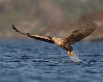 _DSR2380 Havørn / White-tailed Eagle