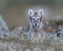 _DSR3284_2 Fjellrev / Arctic fox