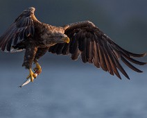 _T2P4700 Havørn / White-tailed Eagle