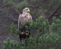 IMG_7620 Havørn / White-tailed Eagle