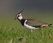 _DSR0509 Vipe / Northern Lapwing