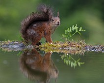 _DSR1095 Ekorn / Squirrel