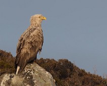 _DSR1465_ai Havørn / White-tailed Eagle