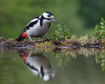 _DSR1931 Flaggspett / Great Spotted Woodpecker