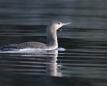 A7407959 Smålom / Red-throated Loon
