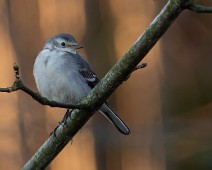 A7408517 Sitronerle / Citrine Wagtail
