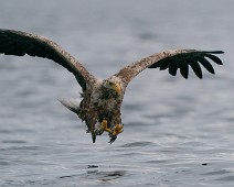 A_909023 Havørn / White-tailed Eagle