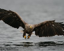 A_909333_2 Havørn / White-tailed Eagle