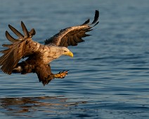 DSC02265 Havørn / White-tailed Eagle