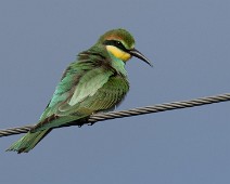 A1_05980 Bieter / European Bee-eater