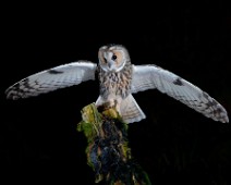 DSC_6150_3 Hornugle / Long-eared Owl