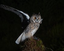 DSC_6414 Hornugle / Long-eared Owl