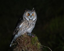 DSC_6417 Hornugle / Long-eared Owl