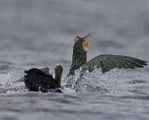 A1_03808 Storskarv / Great Cormorant
