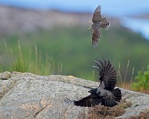 7589 Spurvehauk / Eurasian Sparrowhawk