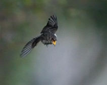 A1_08223 Gråflankefluesnapper / Dark-sided flycatcher