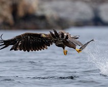 A1_01892 Havørn / White-tailed Eagle