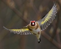 A1_02459 Stillits / European Goldfinch