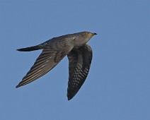 A1_00624 Gjøk / Common Cuckoo