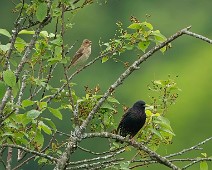 A1_01173 1 Rosenfink / Common Rosefinch