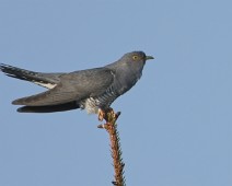 A1_01682 Gjøk / Common Cuckoo