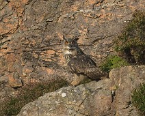 A1_01730_2 Hubro / Eurasian Eagle-Owl