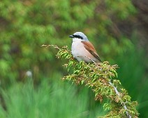 A1_01896 2 Tornskate / Red-backed Shrike